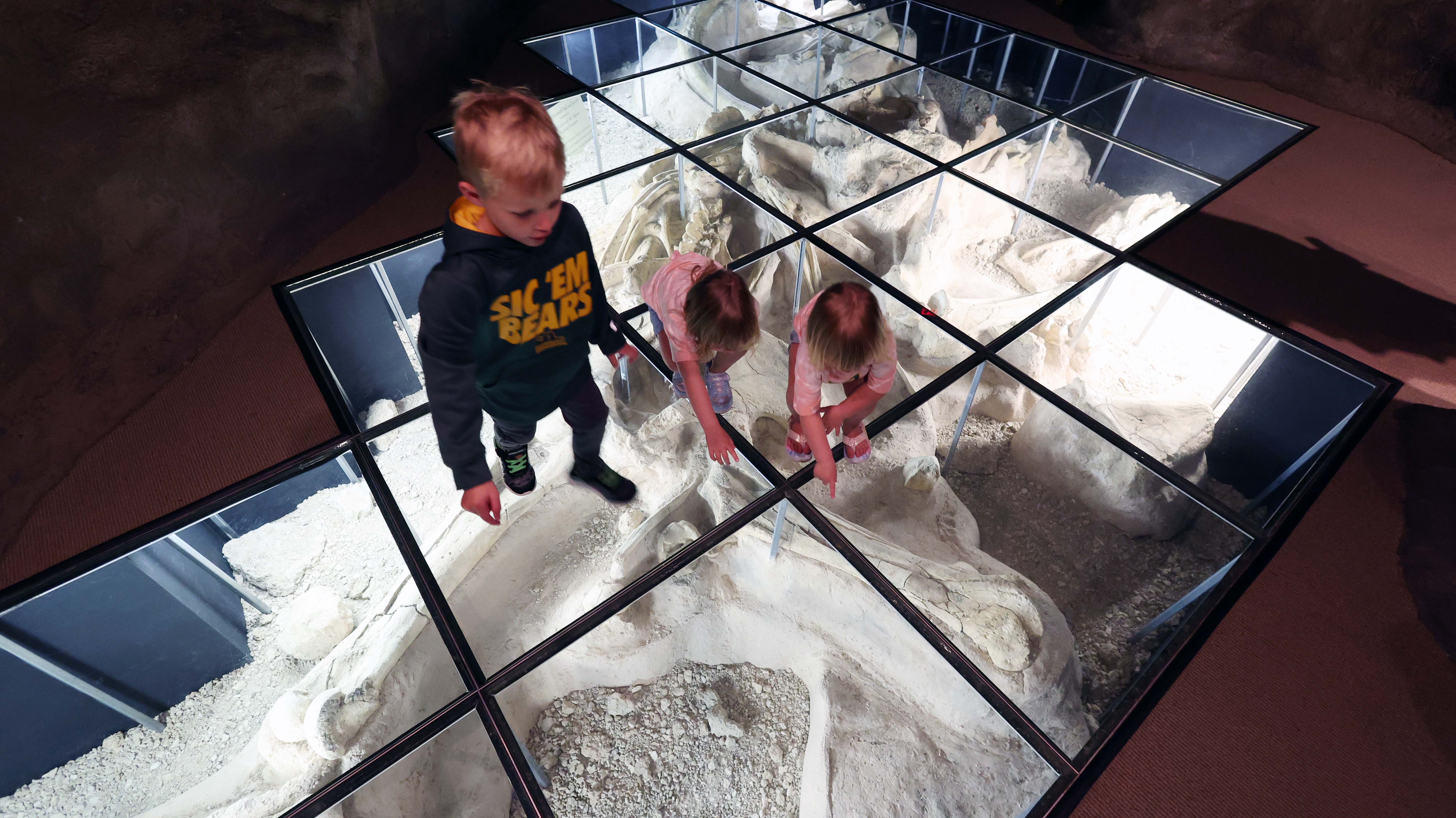 Mammoth bones