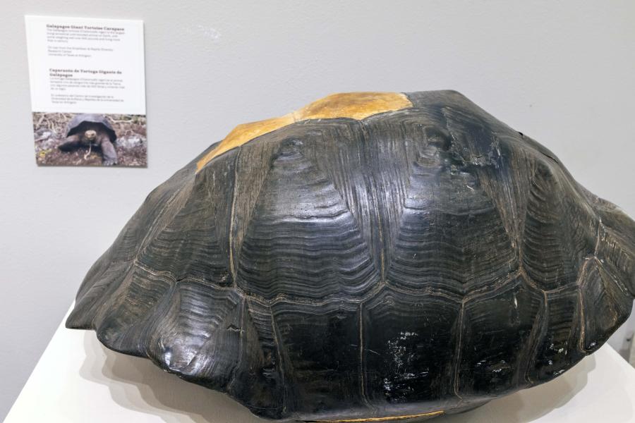 Giant tortoise shell